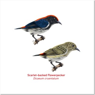 Scarlet-backed Flowerpecker | Dicaeum cruentatum ⚥ Posters and Art